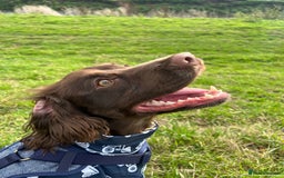 Cocker Spaniel dogs for stud: English cocker spaniel for STUD ONLY - Image 2