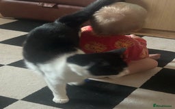 Domestic Shorthair cats for sale: Male loving cat £30 - Image 6