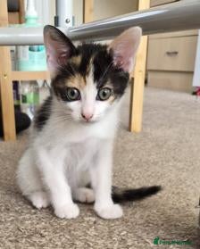 Mixed Breed cats Kittens looking for new home. - Advert 14