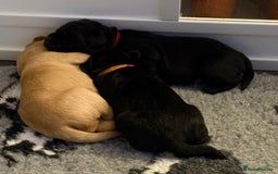 Labrador Retriever dogs for sale: Beautiful full pedigree Labrador chunky puppies - Image 2