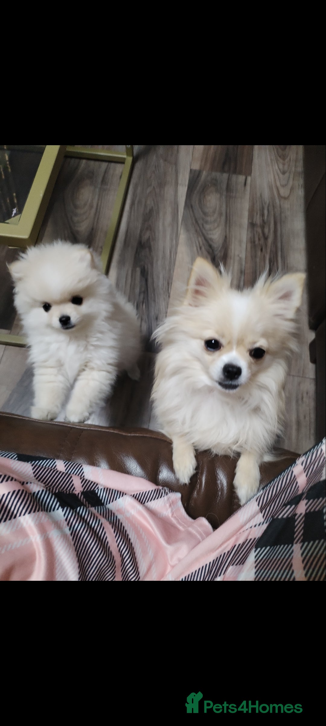 Pomeranian dogs for sale: Baby Teacup pomeranian boy  - Image 15