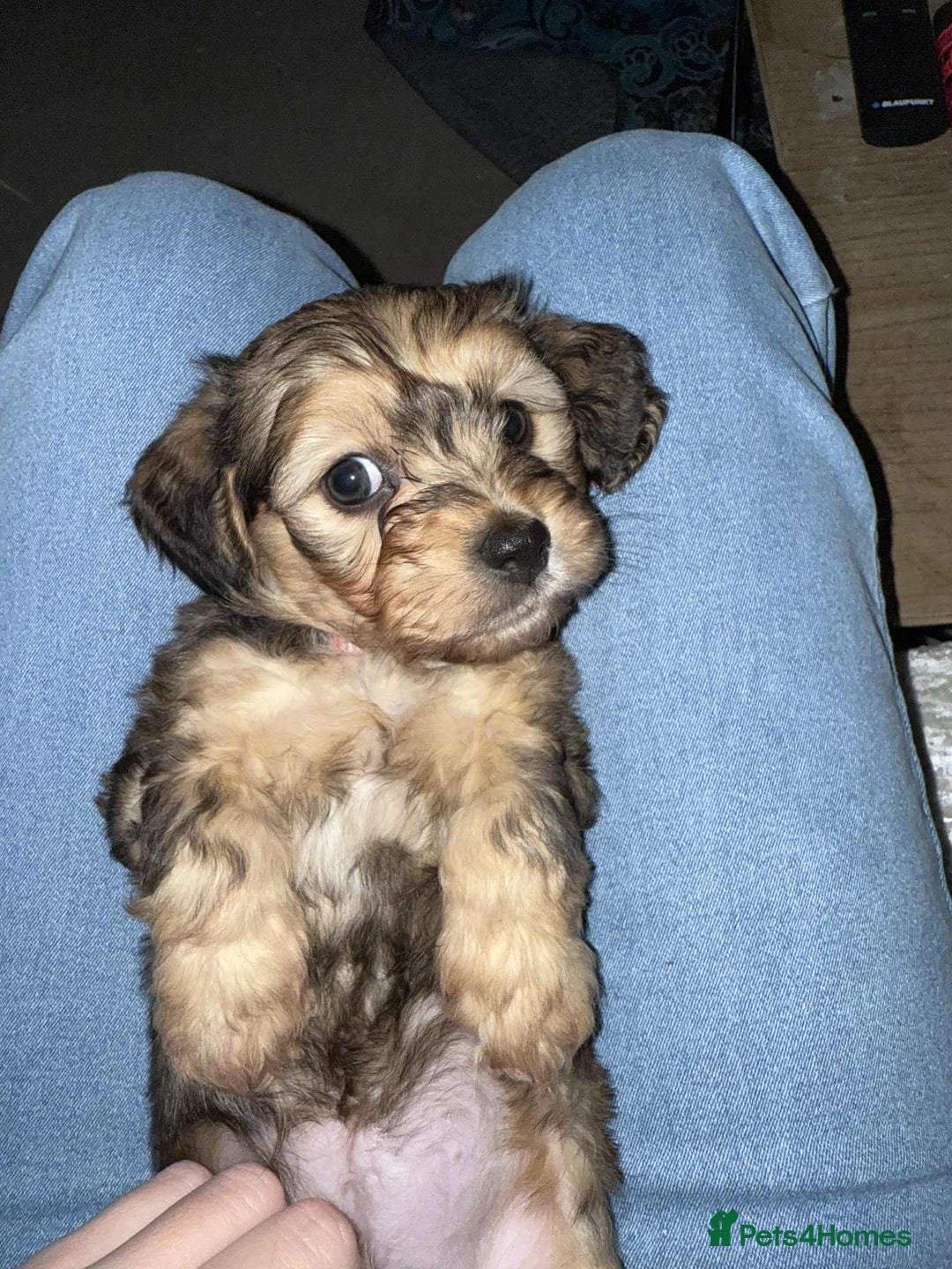 Mixed Breed dogs for sale: Final beauty left from the litter - Advert 11