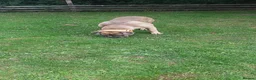 Cane Corso dogs for sale: Cane còrso for sale in Leeds - Advert 4