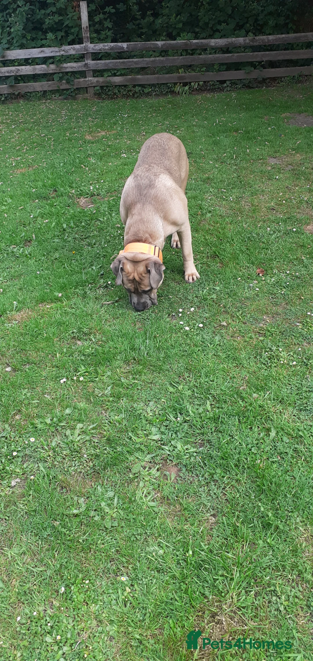 Cane Corso dogs for sale: Cane còrso for sale in Leeds - Advert 4