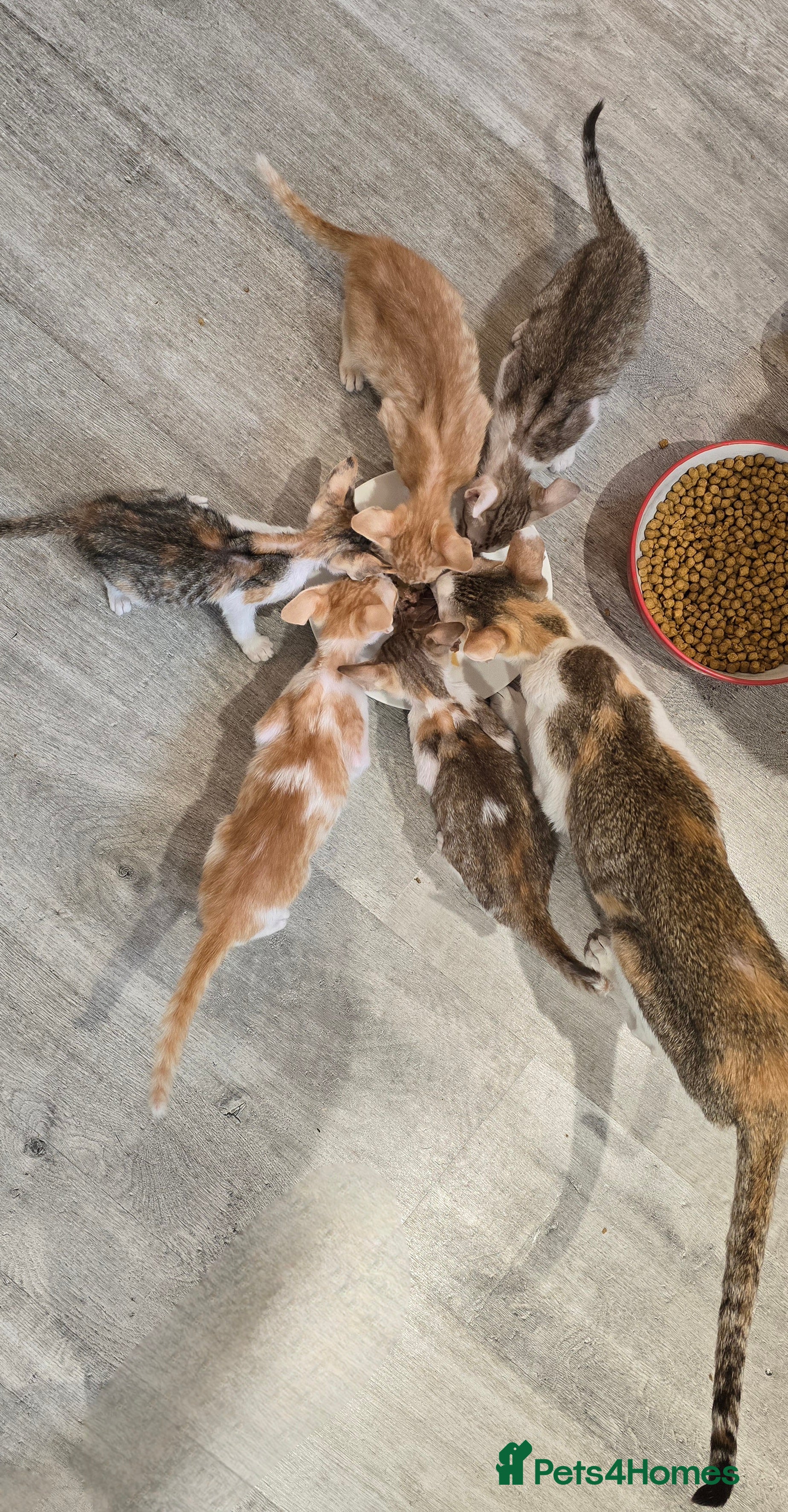 Oriental cats Oriental kittens  - Advert 1