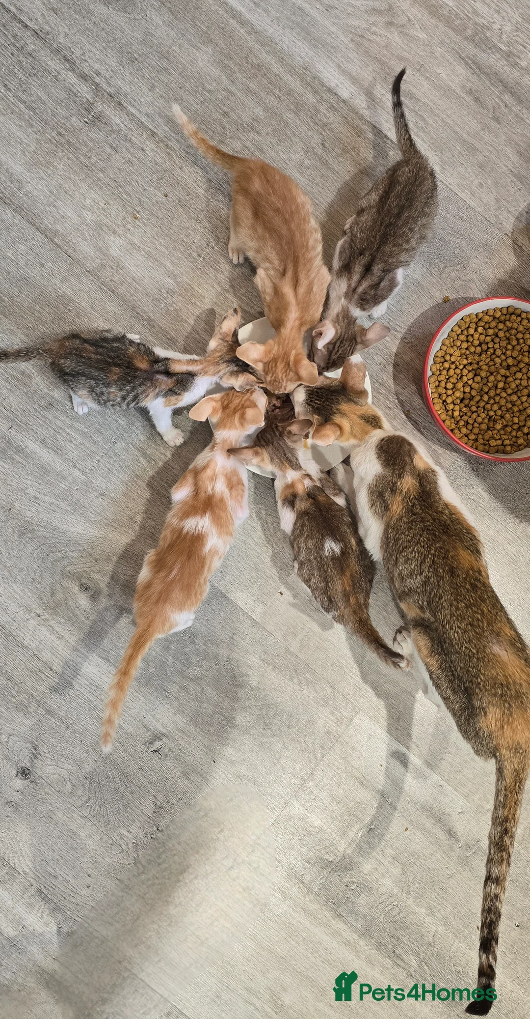 Oriental cats for sale: Oriental kittens  - Advert 1