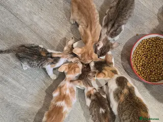 Oriental cats Oriental kittens - Advert 7