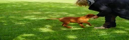 Labrador Retriever dogs for sale: Extensively Health Tested Labrador Puppies - Advert 4