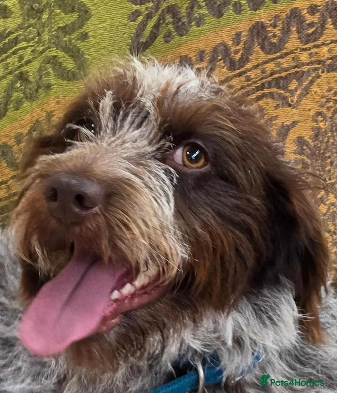 Mixed Breed dogs for sale: Springer x Wire Haired Pointer. 4 Yr old bitch in Bridgwater - Advert 2