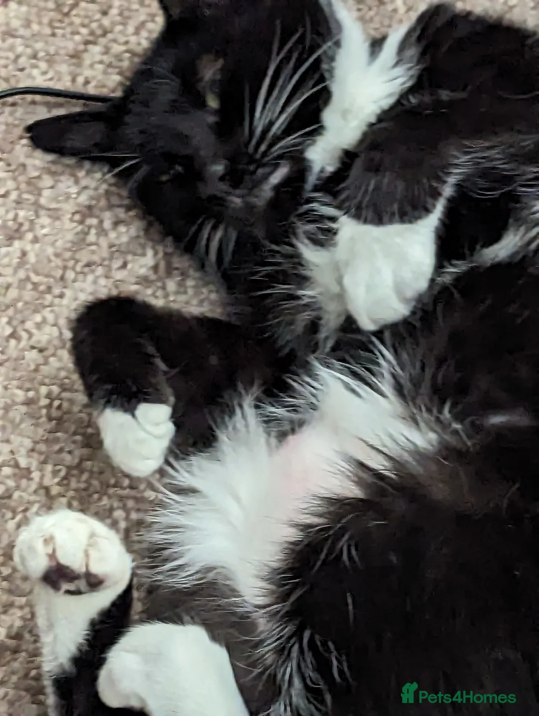 Domestic Shorthair cats for sale: Buddy & Ozzy - Two Cats Seeking Their Perfect home - Advert 3