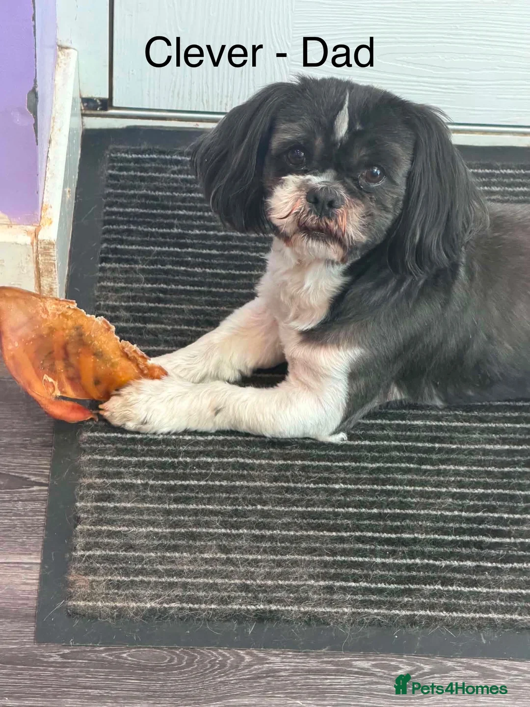 Shih Tzu dogs for sale: Late Summer Shihtzu Puppies - Advert 29
