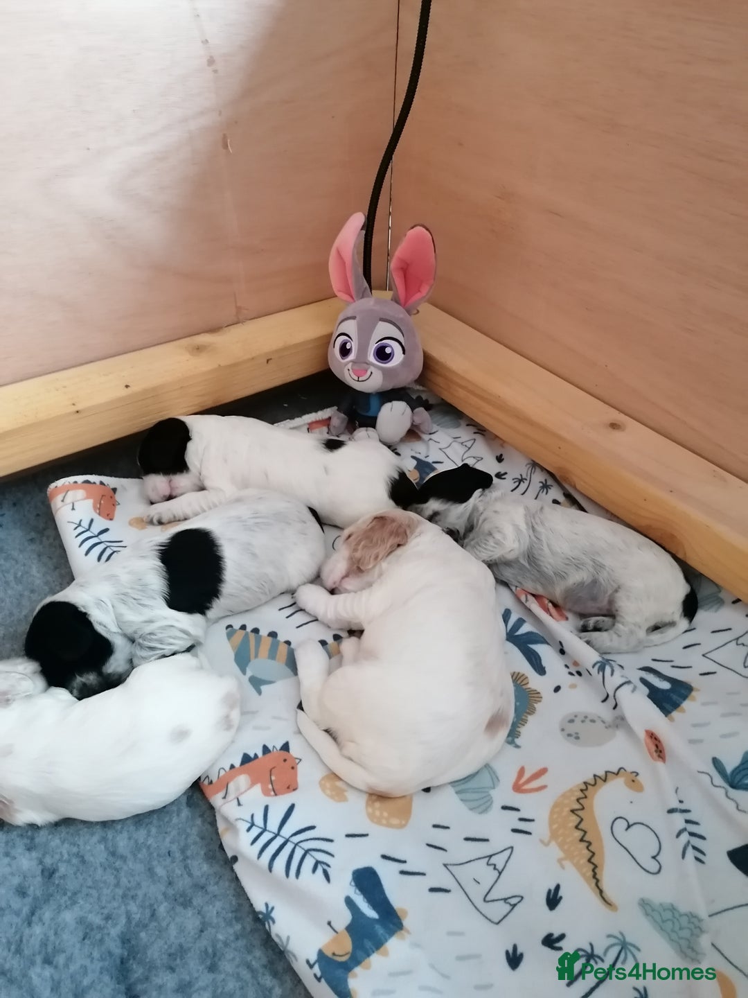 Cocker Spaniel dogs for sale: KC Reg Cocker Spaniel Puppies health checked - Advert 7