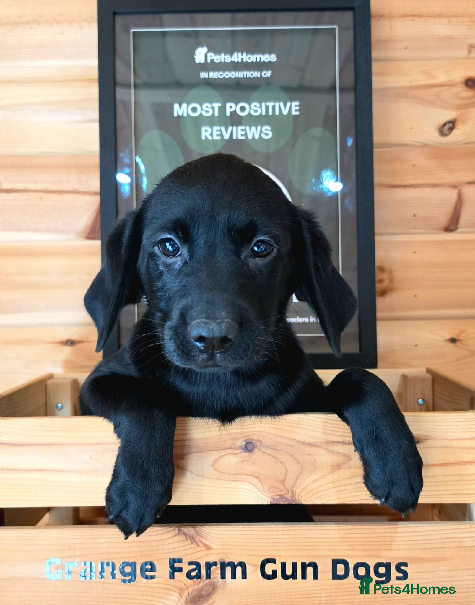 Labrador Retriever dogs 1 BEAUTIFUL BLACK BOY KC LABRADORS READY TO LEAVE - Advert 2