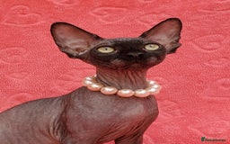 Sphynx cats for sale: Amazing kittens !!! in Maidstone - Image 17