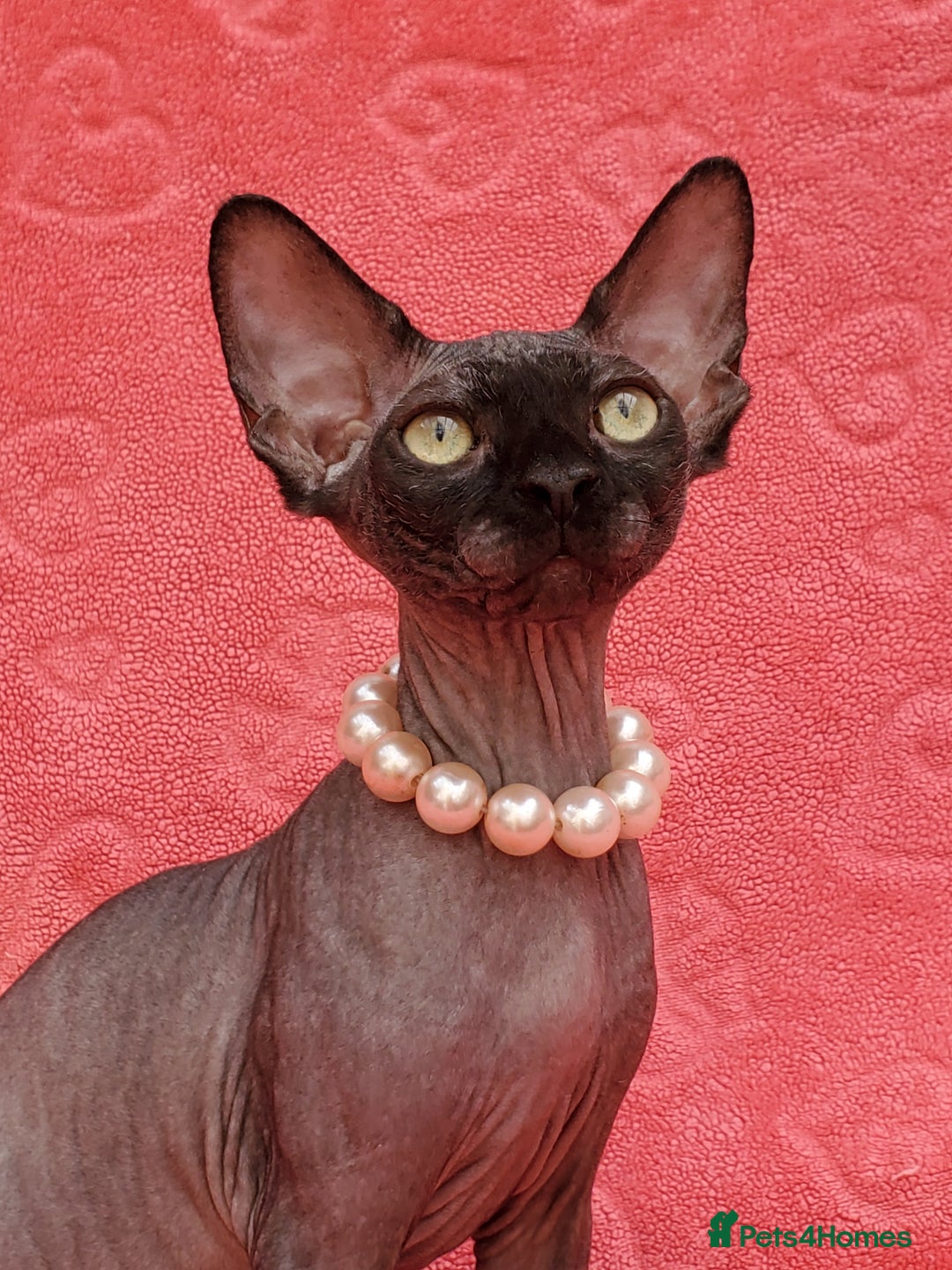 Sphynx cats for sale: Amazing kittens !!! in Maidstone - Image 17