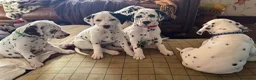 Dalmatian dogs for sale: Pedigree KC Registered Puppies - Advert 3