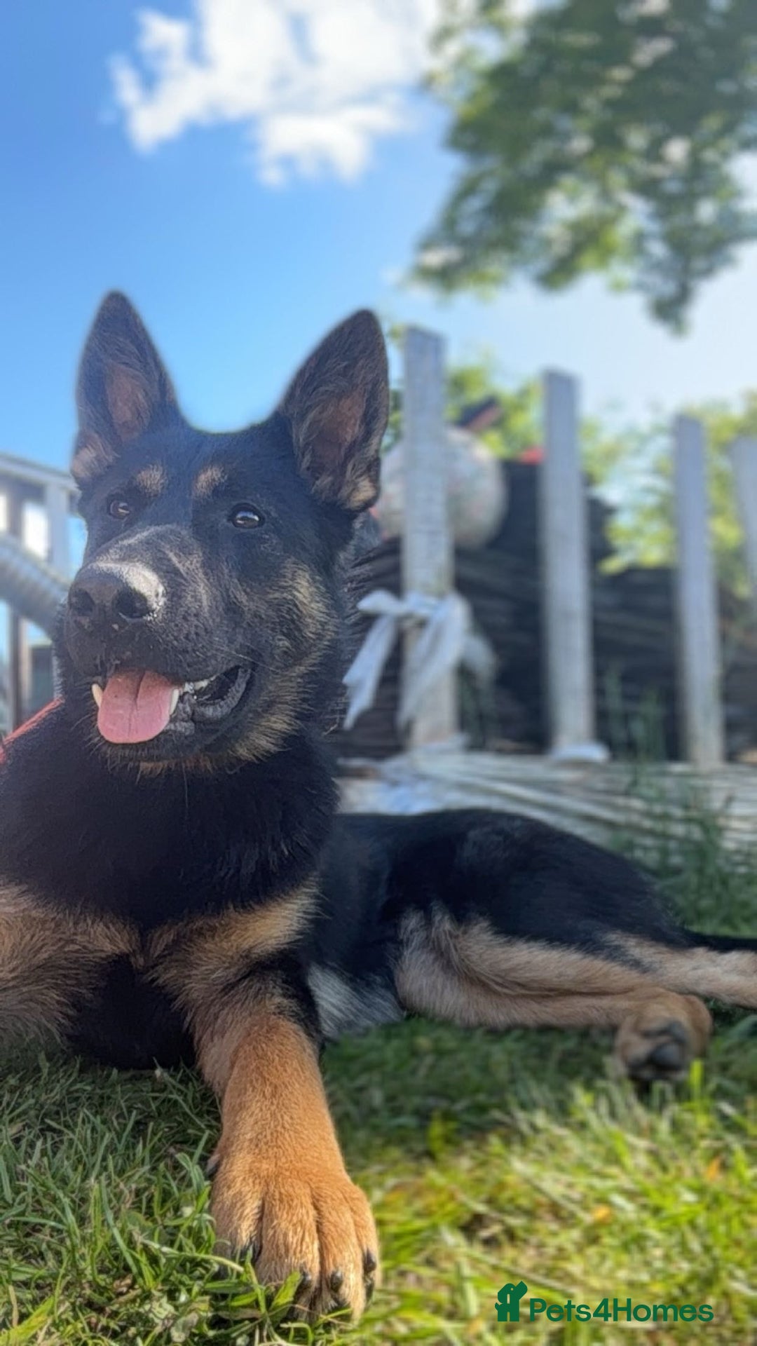 Mixed Breed dogs for sale: 🐾 Beautiful Shollie Pups - Ready Now 🐾 - Advert 2