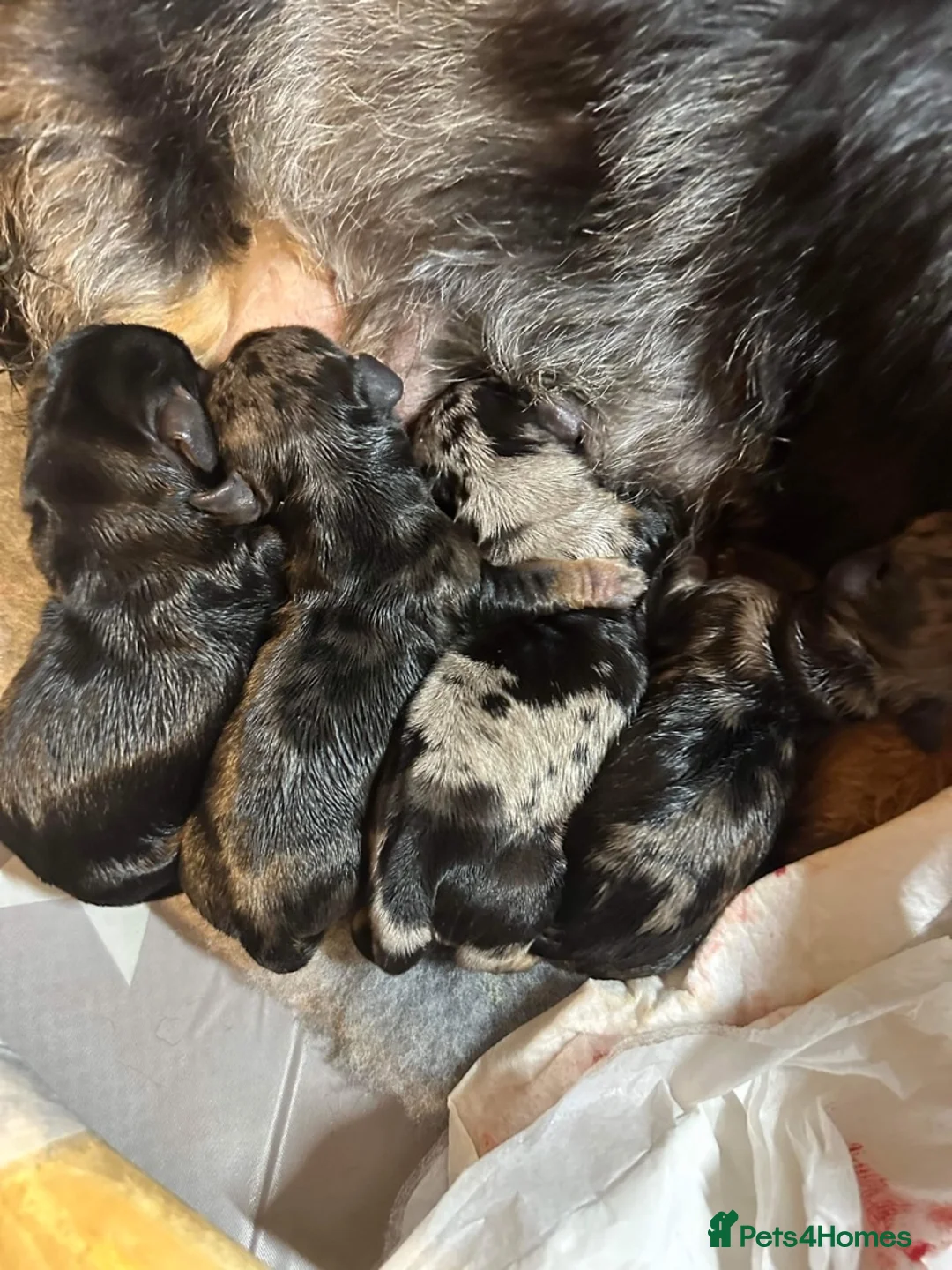 Miniature Dachshund dogs for stud: Miniature Wire Haired Dachshund Stud in Manchester - Advert 9