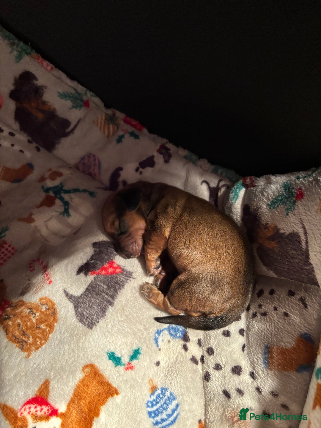 Miniature Dachshund dogs for sale: Miniature dachshund (1 girl left) - Advert 25