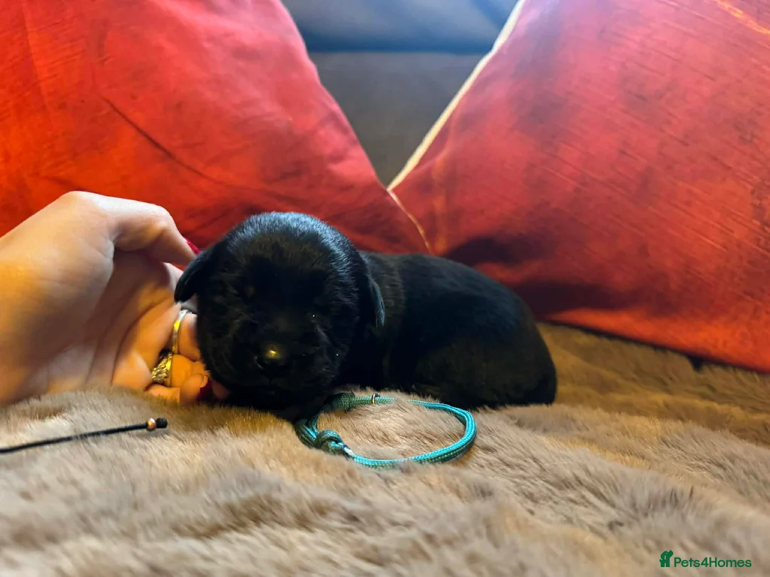 Mixed Breed dogs for sale: Labrador retriever cross - Advert 16