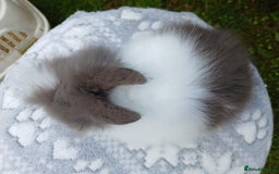 Lionhead rabbits for sale: Stunning DM Lionhead baby rabbits RTR - Image 9
