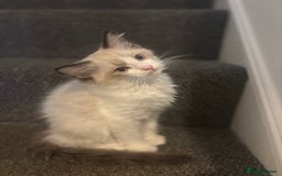 Ragdoll cats for sale: Ragdoll kittens - Image 3