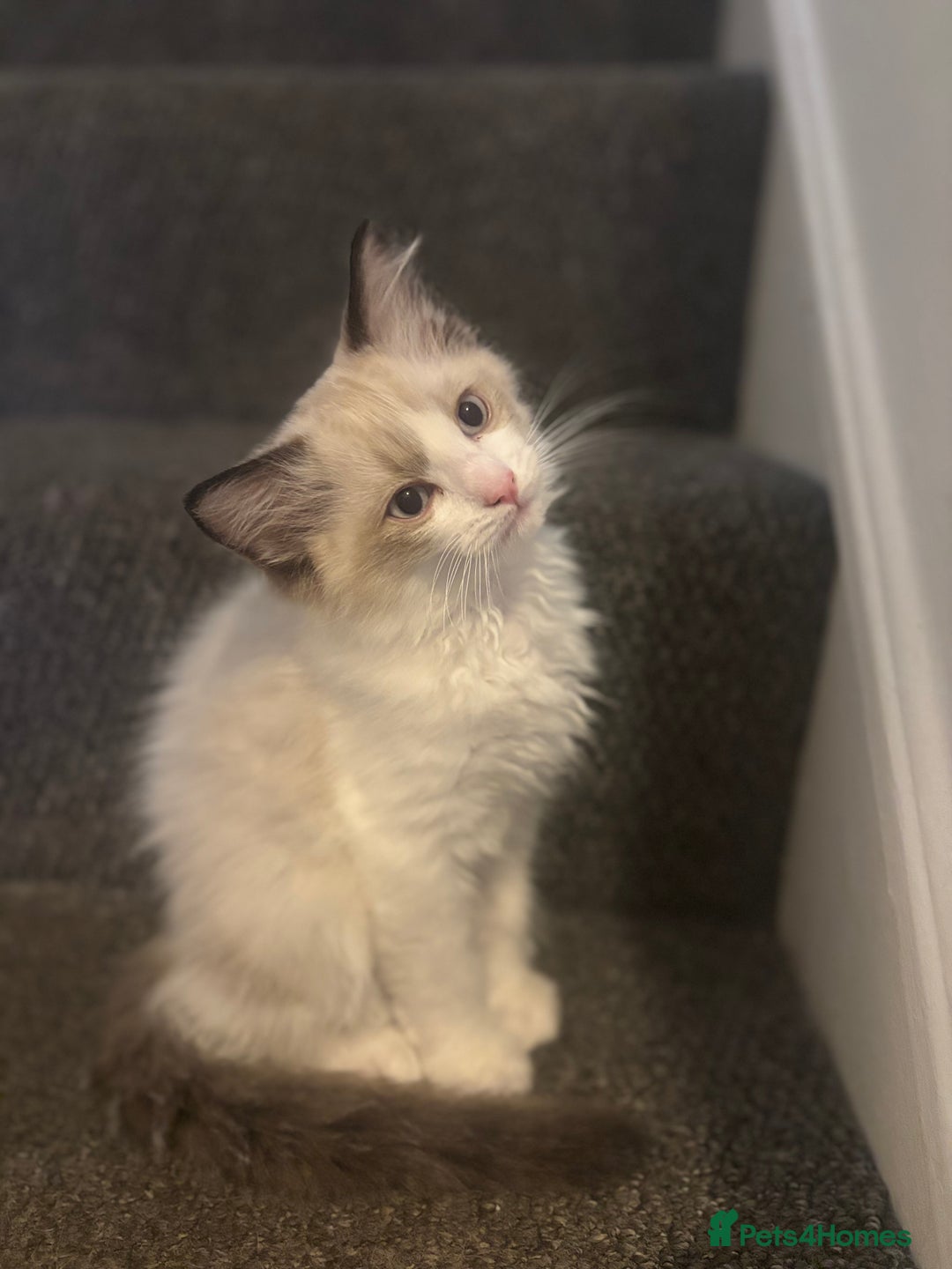 Ragdoll cats for sale: Ragdoll kittens - Image 3