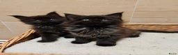 Maine Coon cats for sale: GREAT QUALITY/GCCF/ DNA/ VERY CUTE !!! - Advert 8