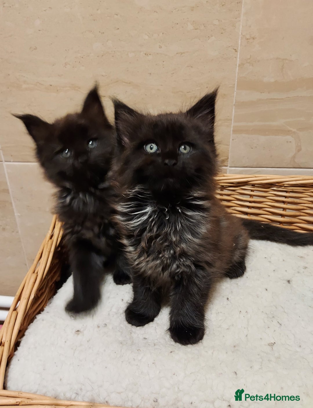 Maine Coon cats for sale: GREAT QUALITY/GCCF/ DNA/ VERY CUTE !!! - Advert 8