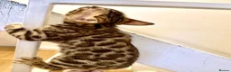 Bengal cats for sale: Beautiful pure bengal girl looking for new home  - Advert 10
