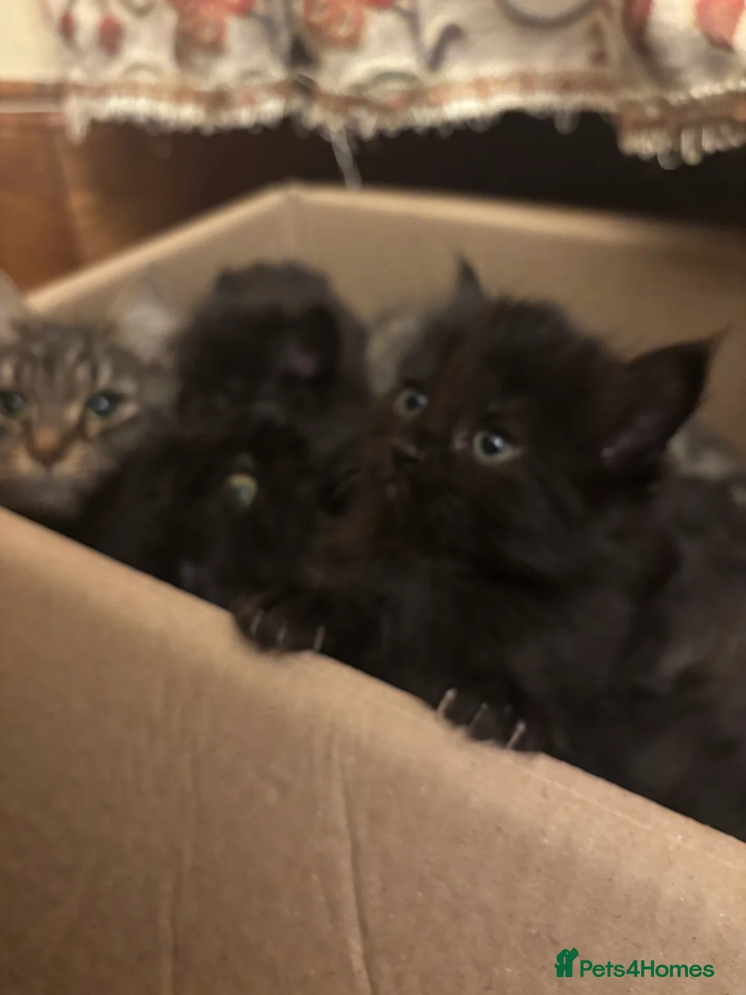 Norwegian Forest Cat cats for sale: Adorable Norwegian forest kittens for sale  - Advert 13