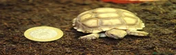 Tortoise reptiles for sale: BABY SULCATAS & SET UPS! - Advert 12