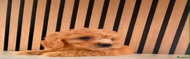 Cockapoo Puppy 1