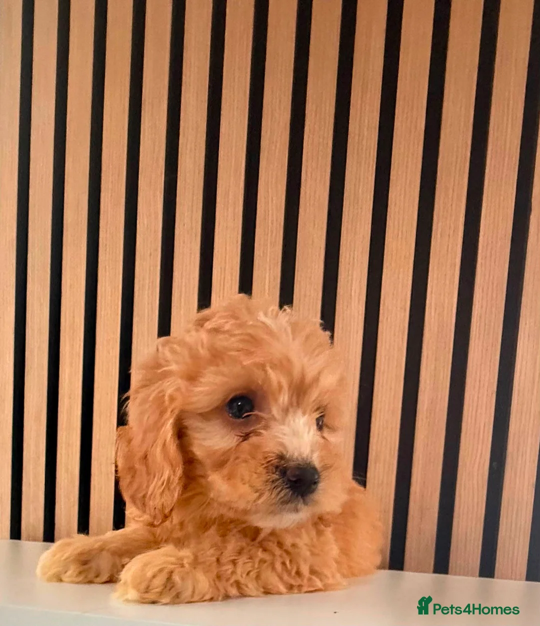 Cockapoo dogs for sale: Adorable puppies - Advert 13