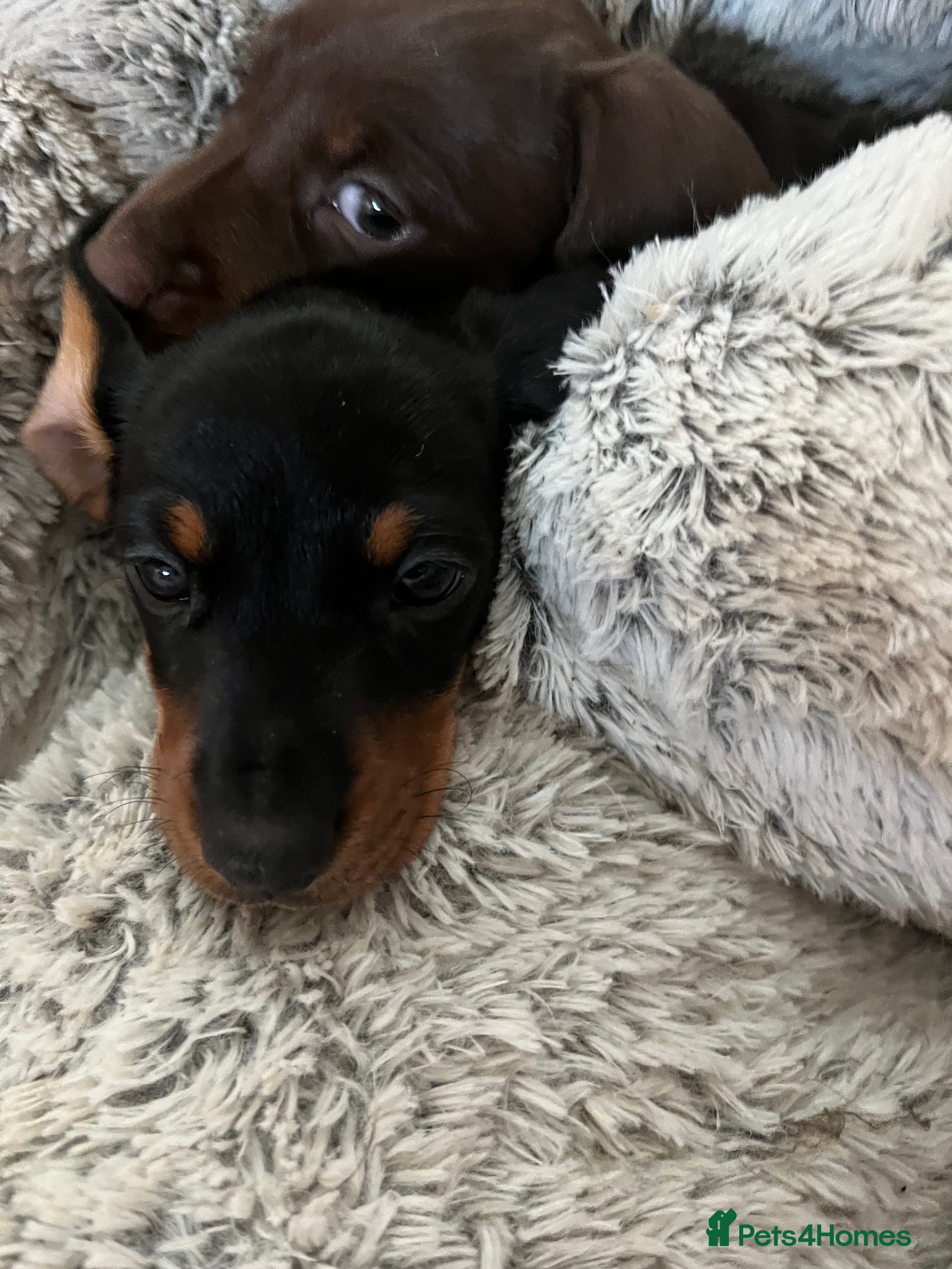 Miniature Dachshund dogs Sid is our last KC miniature puppy  - Advert 10