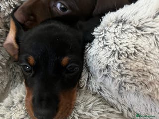 Miniature Dachshund dogs Sid is our last KC miniature puppy - Advert 10