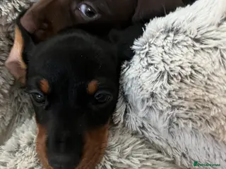 Miniature Dachshund dogs Sid is our last KC miniature puppy - Advert 6