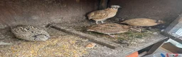 Quail poultry for sale: Have two pair of quail for sale  - Advert 2