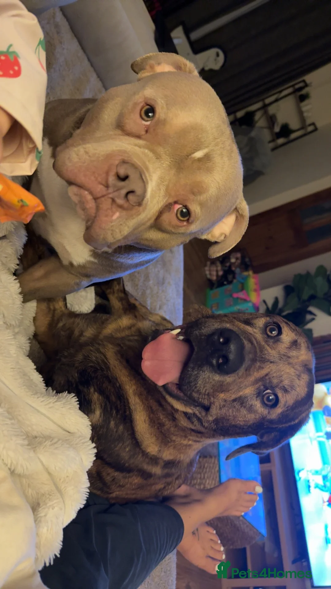 Mixed Breed dogs for sale: Kilo & Bear - Advert 2