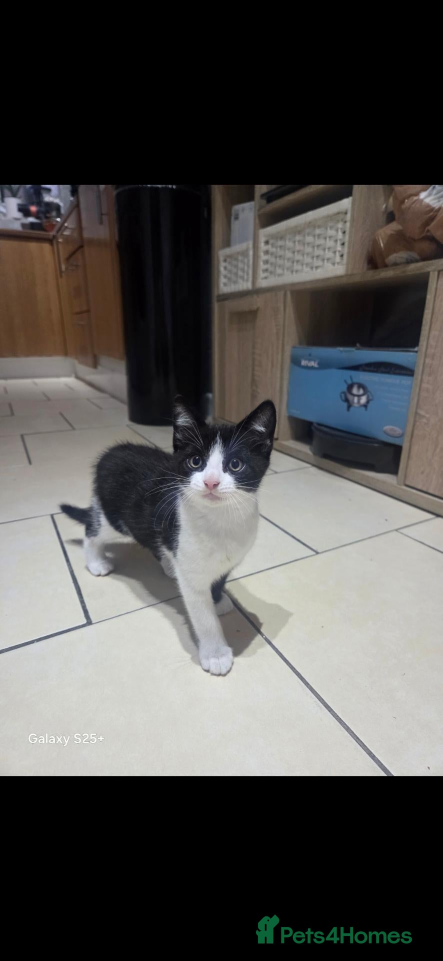 European cats Beautiful kittens  - Advert 15