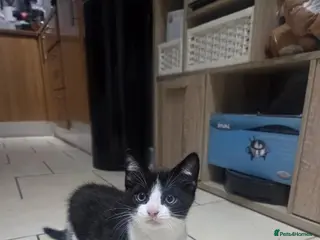 European cats Beautiful kittens - Advert 15