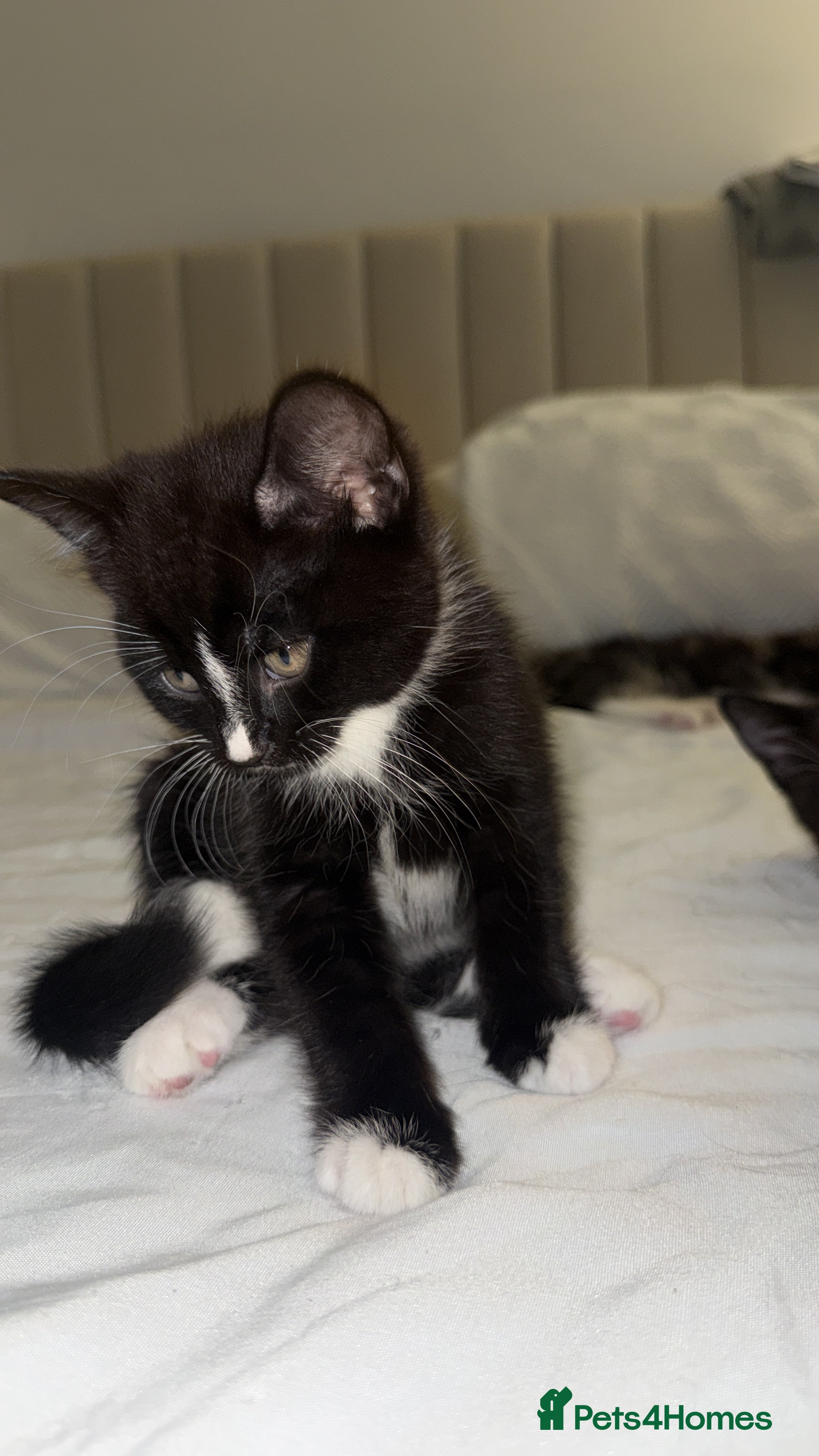 Turkish Angora cats 1 REMAINING ready to go TODAY - Advert 8
