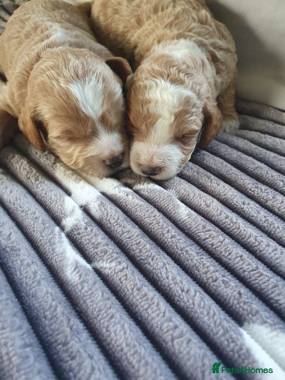 Cockapoo dogs for sale: cockapoo f1b puppies - Advert 5
