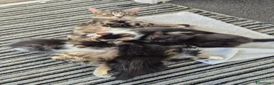 Mixed Breed 1