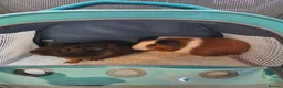 Guinea Pig rodents for sale: 2 Guinea Pig Brothers in London - Advert 4