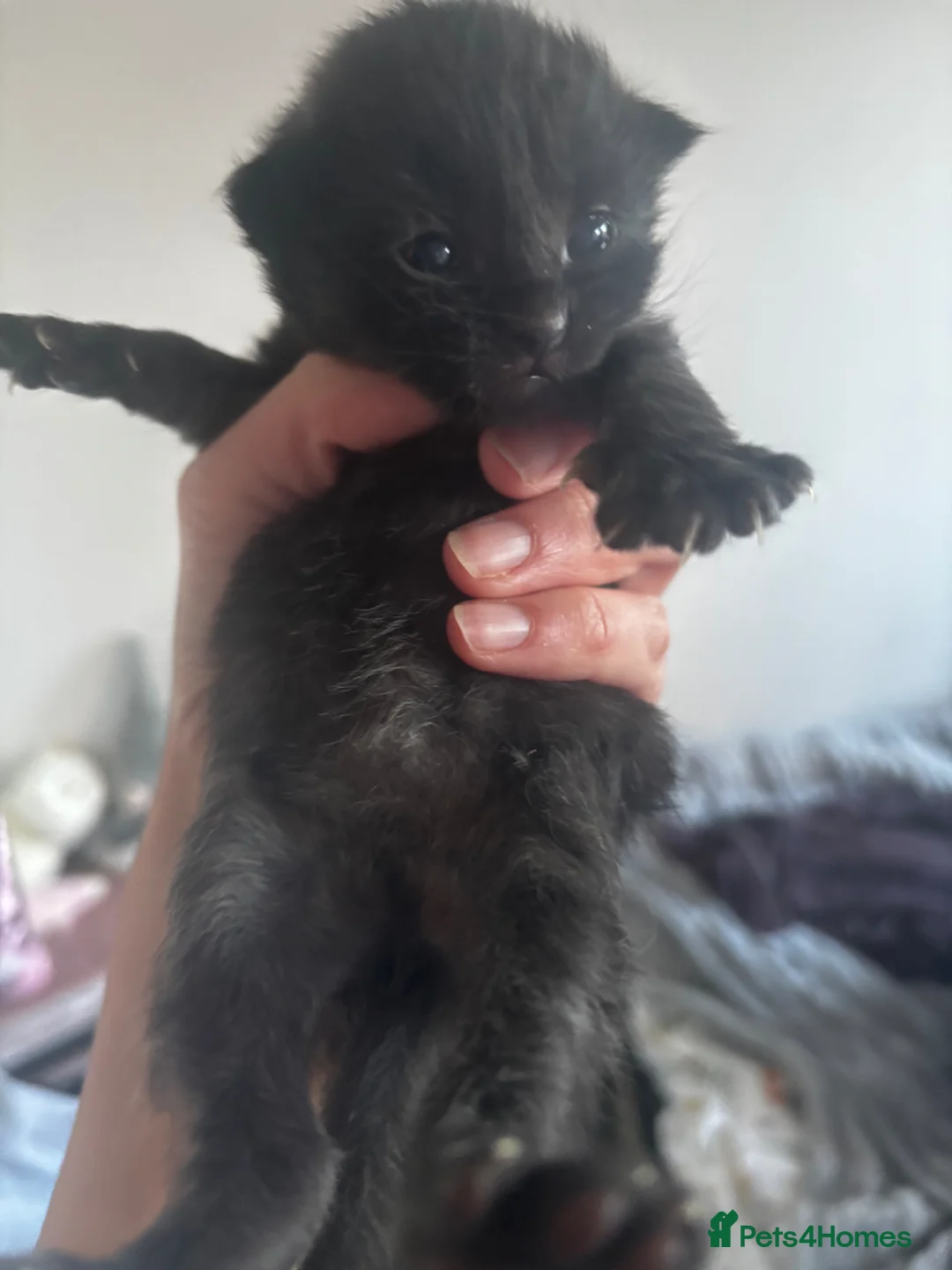 Ragdoll cats for sale: Ragdoll x maincoon  - Advert 2