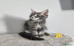 Maine Coon cats for sale: Maine coon female  - Image 3