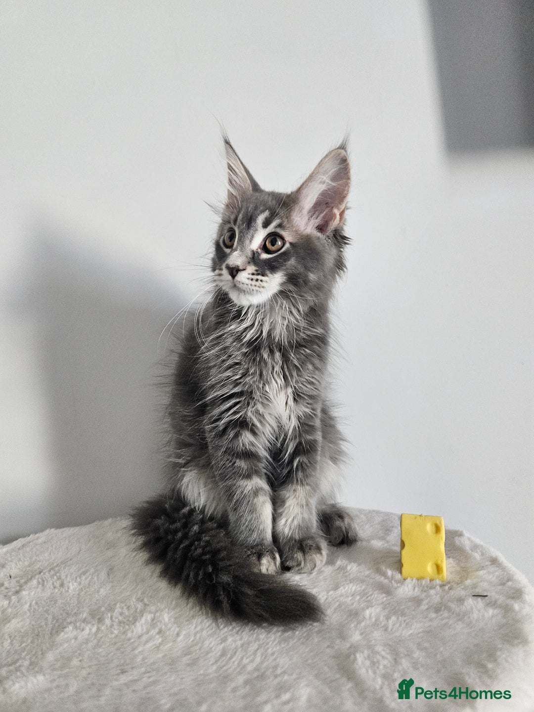 Maine Coon cats for sale: Maine coon female  - Image 3