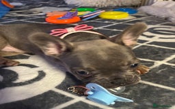 French Bulldog dogs for sale: frenchies - Image 2