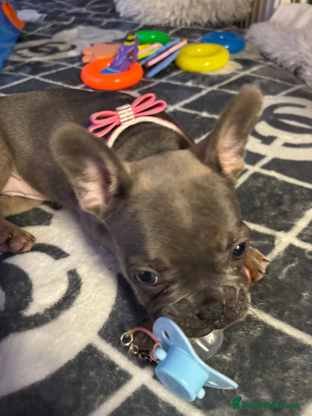 French Bulldog dogs for sale: frenchies - Image 2